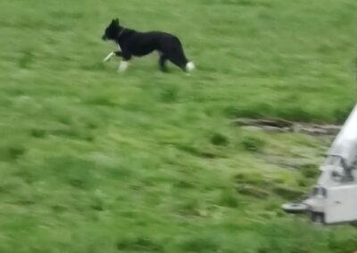 Sichtung Hund, Radfeld  (04/23)