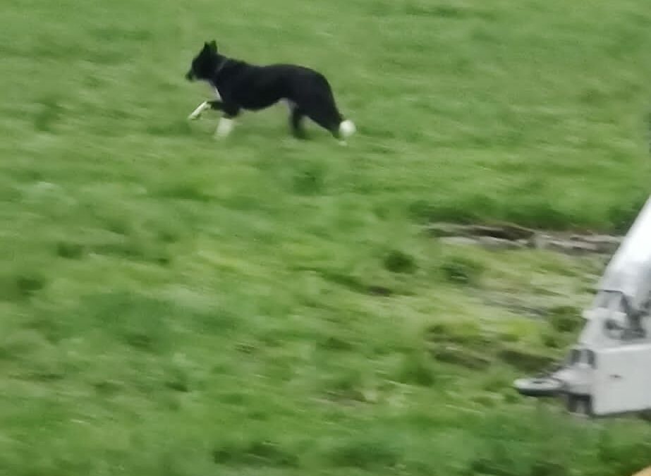 Sichtung Hund, Radfeld  (04/23)