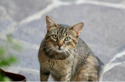 Schwendau_Kater_Max