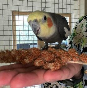 Nymphensittich Willi, Tux  (04/23)