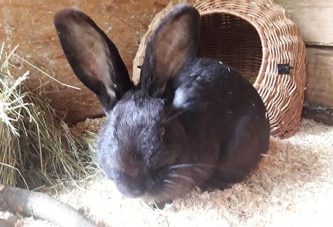 Fundkaninchen, Kundl(05/2023)