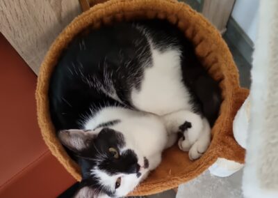 Katze Kuni, Kematen  (05/23)