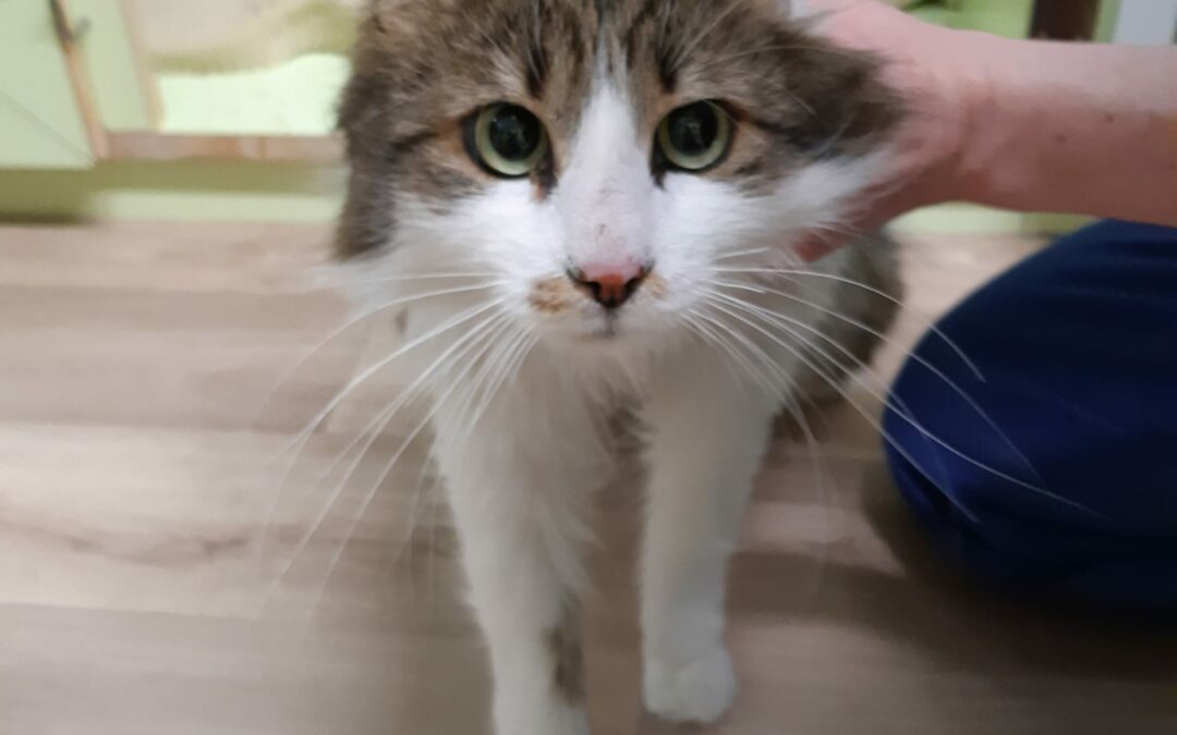 Fundkatze Innsbruck  (05/23)