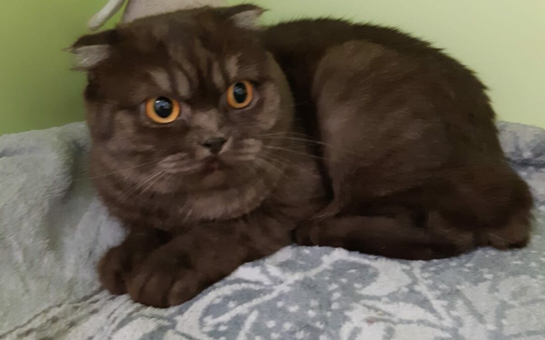 Fundkatze Hofgarten  (05/23)