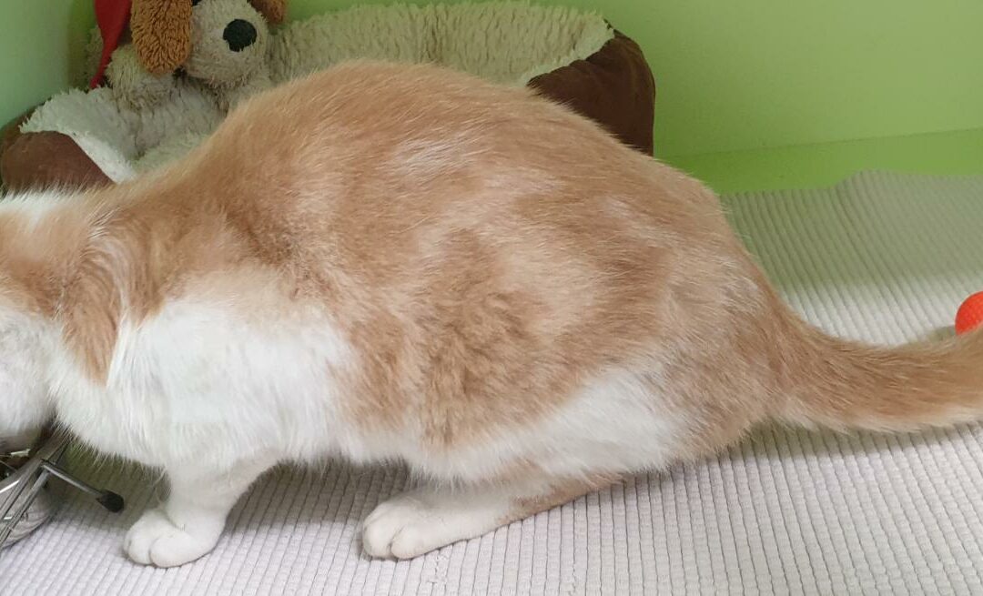 Fundkatze Telfs  (05/23)