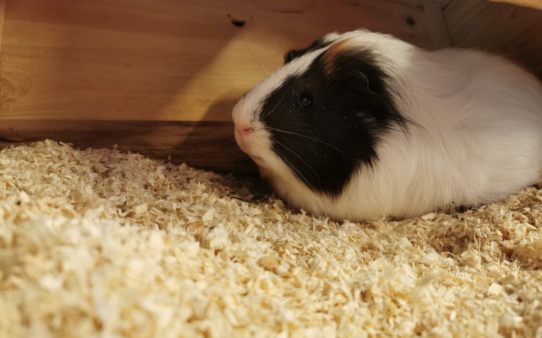 Fundmeerschweinchen, Rumer Alm  (05/23)
