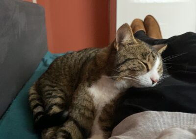Katze Carlos  (05/23)