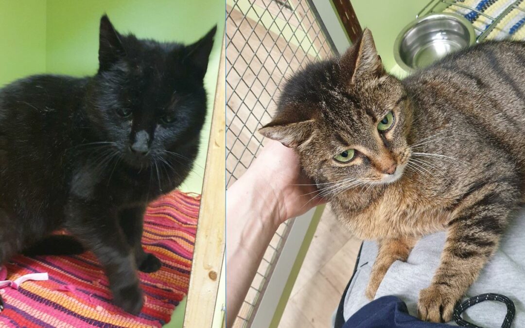 Fundkatzen Jenbach  (05/23)
