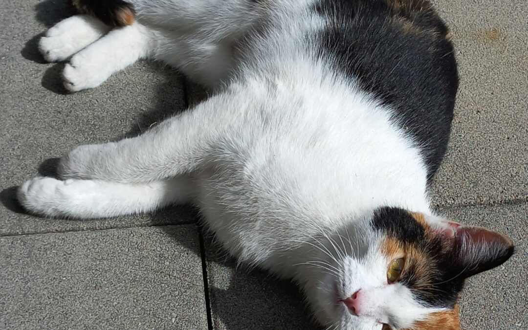 Katze Kiri, Imst  (05/23)