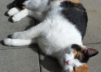 Katze Kiri, Imst  (05/23)