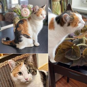 Katze Ida, Matrei am Brenner  (05/23)