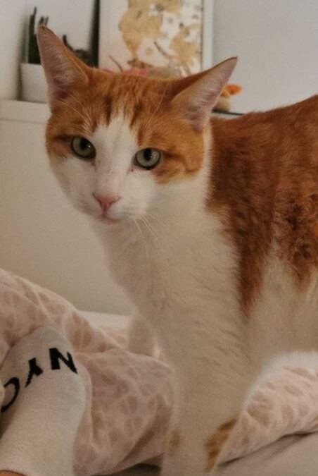 Kater Max, Baumkirchen  (05/23)