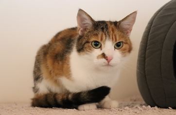 Sheila