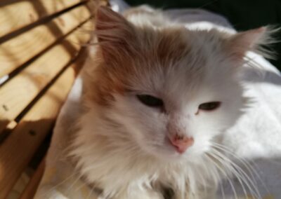 Fundkatze, Schwoich(05/2023)