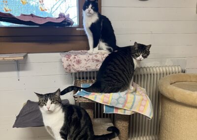 Tiger, Rocky & Stupsi