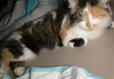 Katze Goggi, Terfens  (05/23)