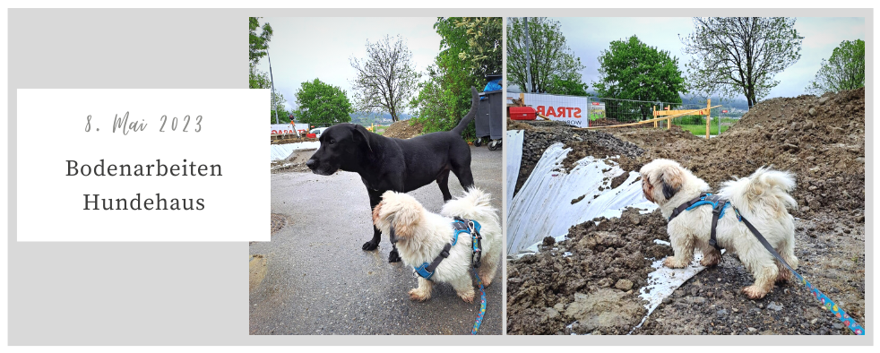 Sammy und Nero auf Baustellenbesichtigung…