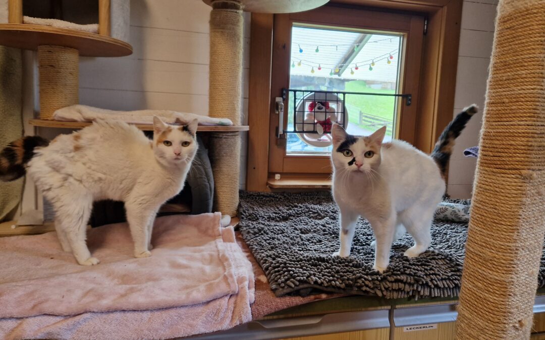 Twiggy & Toffee