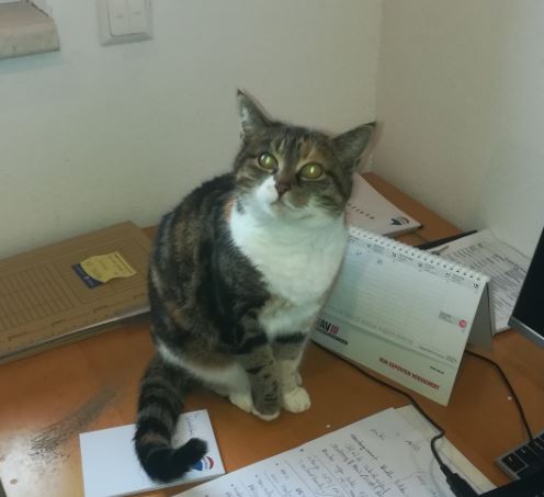 Katze Lilly, Bad Häring  (05/23)
