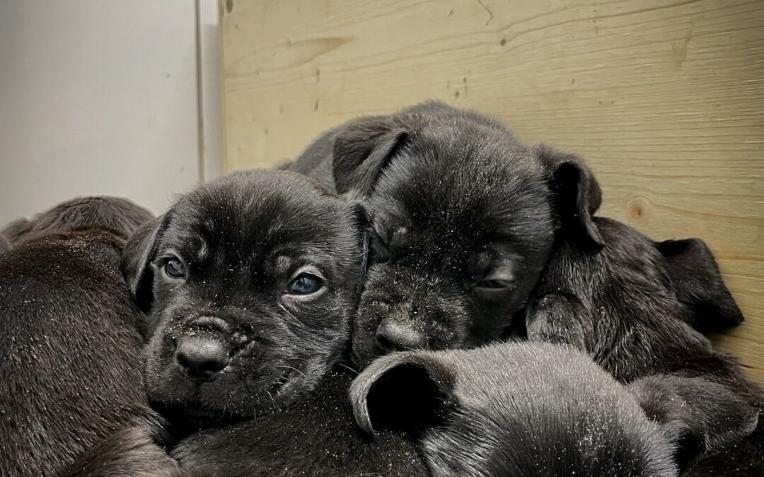 Lilo und Freunde