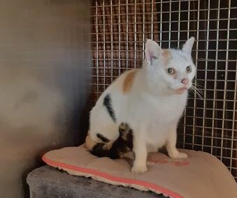 Fundkatze, Wörgl(05/2023)