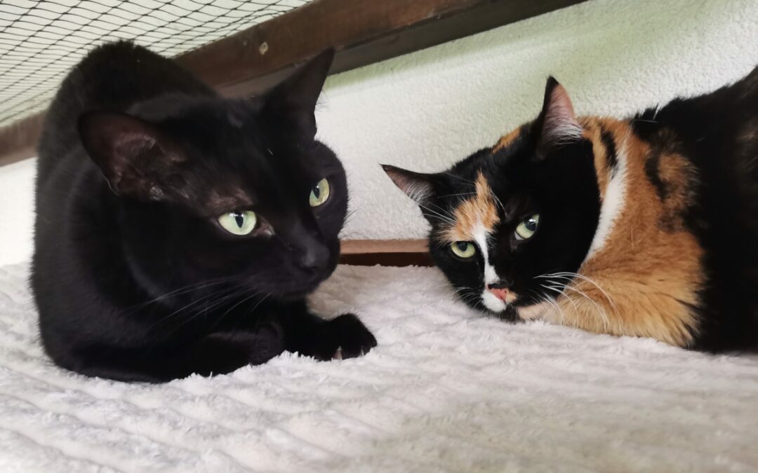 Blacky & Hope