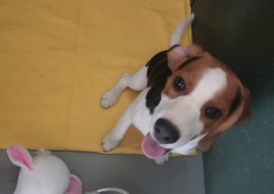 Fundhund Beagle, Zirl  (06/23)