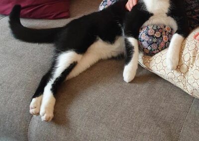 vermisste Katze, Landeck  (06/23)