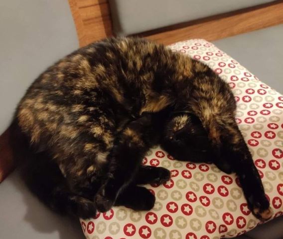 Nala, Münster(09/06/23)
