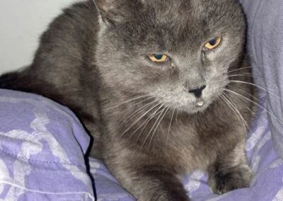 Shila, Innsbruck