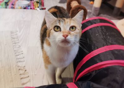 Dori