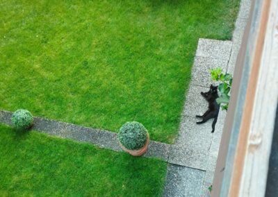 Sichtung Katze Ötz (07/2023)