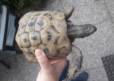 Schildkröte (07/23)