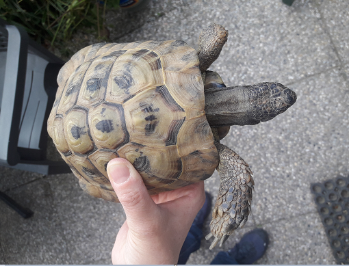 Schildkröte (07/23)