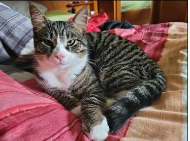 Max & Sherlock, Absam(07/2023)
