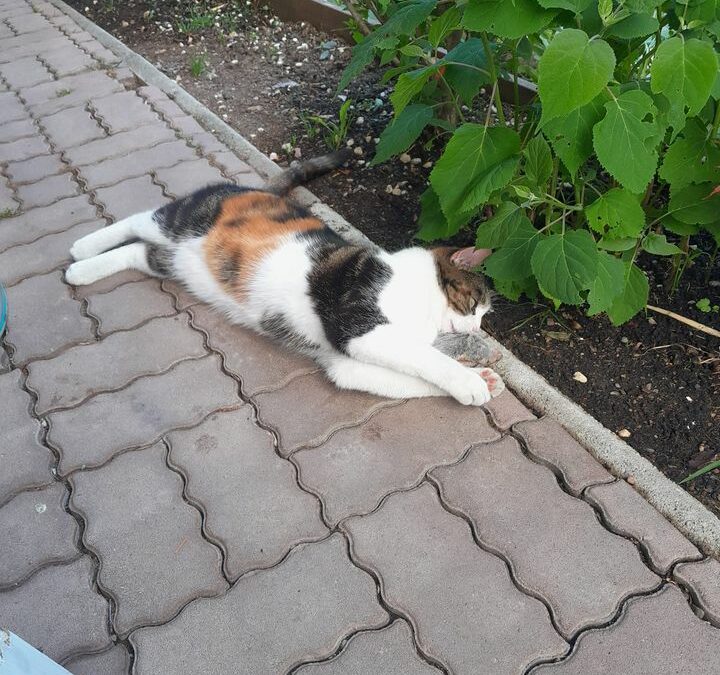 Lola (07/23)