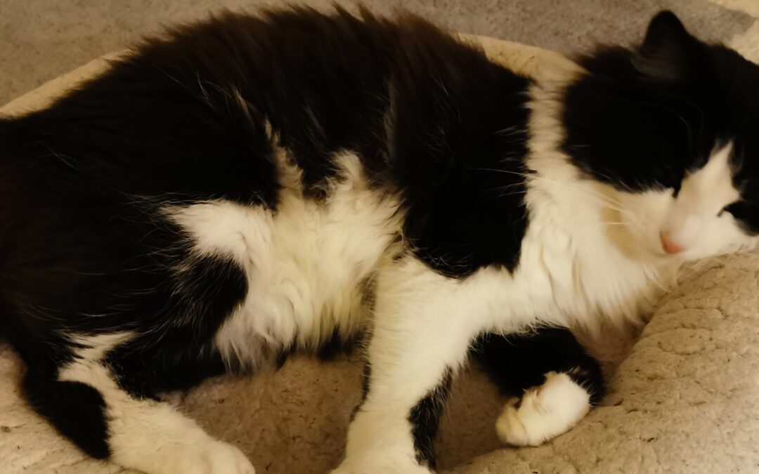 Shelby (07/23)