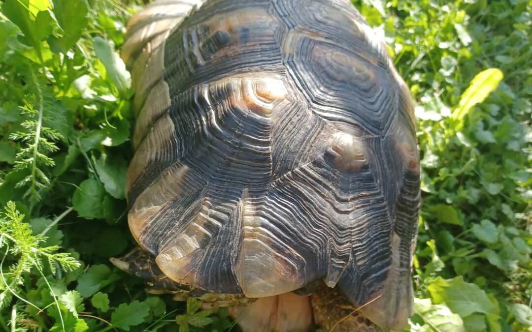 Fundtier Breitrandschildkröte, Rechenhof (08/2023)