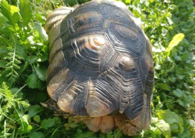 Fundtier Breitrandschildkröte, Rechenhof (08/2023)