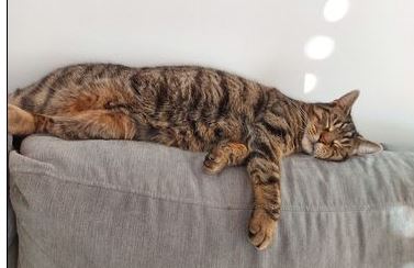 Dobby, Telfs(08/2023)