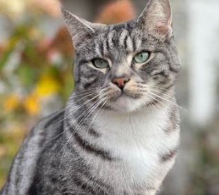 Kater Leo, Ebbs  (08/23)