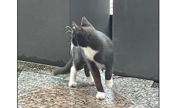 Fundkatze, Kaltenbach  (08/2023)