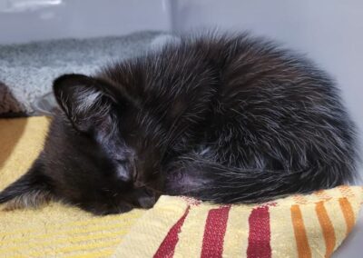 Fundkatze, Kiefersfelden(08/2023)