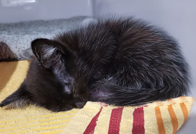 Fundkatze, Kiefersfelden(08/2023)