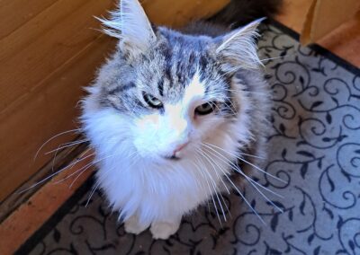 Fundkatze, Mils (08/2023)