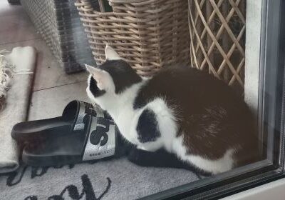 Fundkatze, Wattens(08/2023)