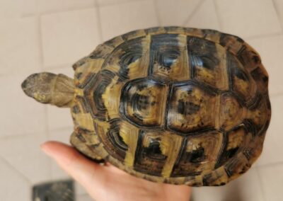 Griechische Landschildkröte, Fronhausen(08/2023)