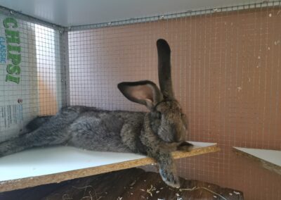 Fundkaninchen  (08/23)