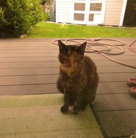 Sichtung Katze, Kranebitten (08/2023)
