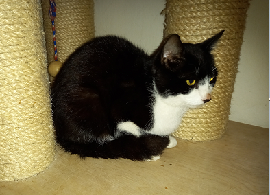 Fundkater, Kirchdorf (08/2023)